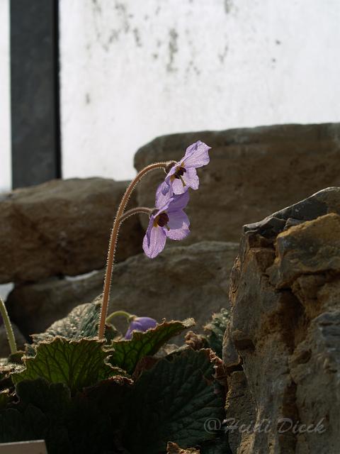 Ramonda serbica.JPG